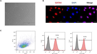 The Small GTPases Rab27b Regulates Mitochondrial Fatty Acid Oxidative Metabolism of Cardiac Mesenchymal Stem Cells